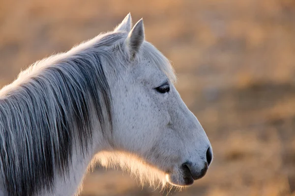 stock image Horse at sunset