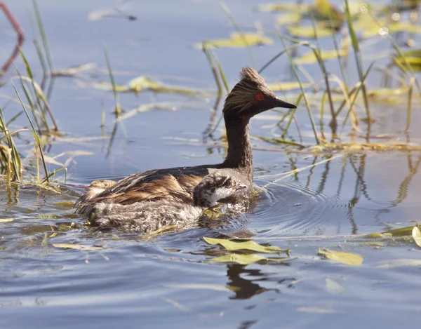 Grebe with Babies — Stock Photo, Image