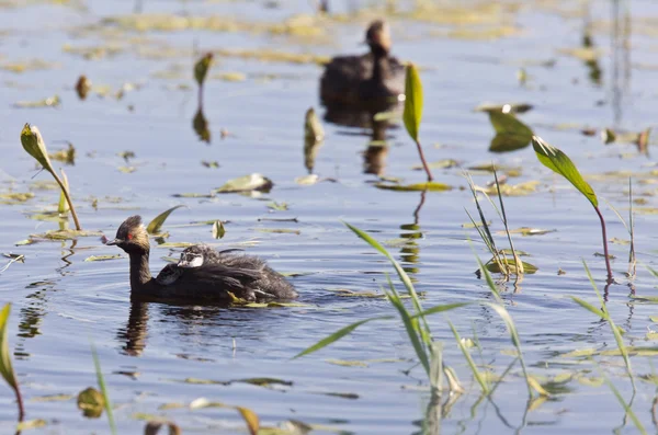 Grebe com bebês — Fotografia de Stock