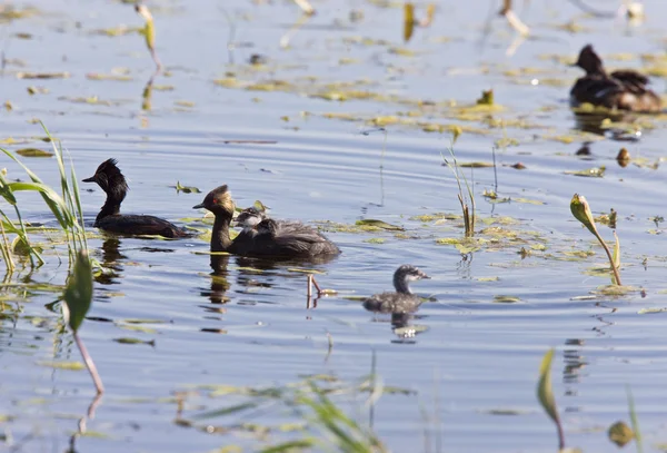Grebe with Babies — Stock Photo, Image