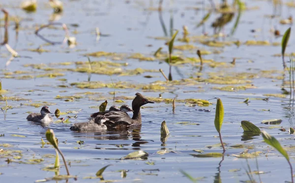 Stock image Grebe with Babies