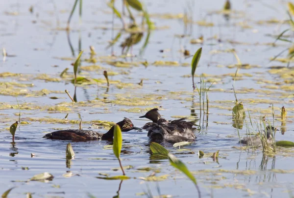 Grebe com bebês — Fotografia de Stock