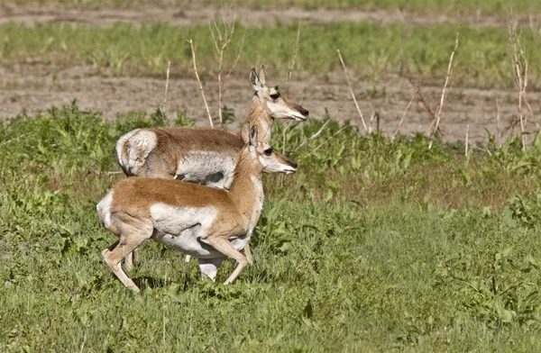 Pronghorn antilop genç ile — Stok fotoğraf