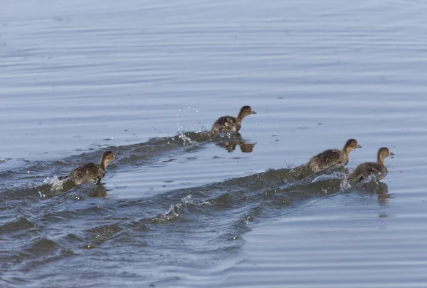 Patos bebé nadando rápidamente — Foto de Stock