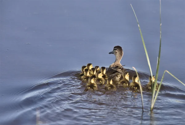 Pato com jovens na lagoa — Fotografia de Stock