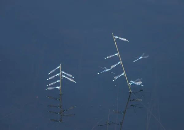Libélula azul en palo en estanque — Foto de Stock