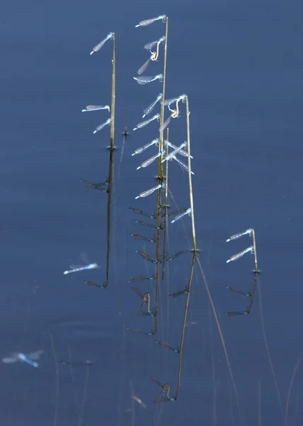 Синяя стрекоза на палочке в пруду — стоковое фото