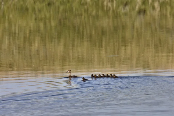 Pato con los jóvenes en el estanque — Foto de Stock