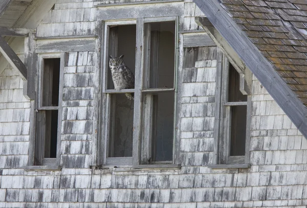 stock image Abandoned Farm with owl