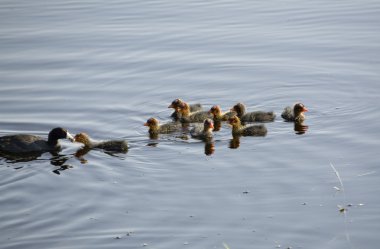 waterhen bebekler