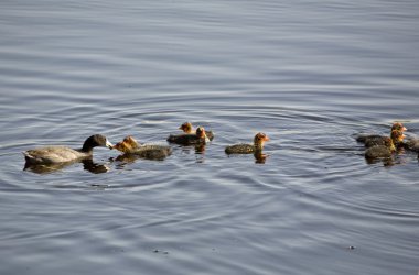 waterhen bebekler