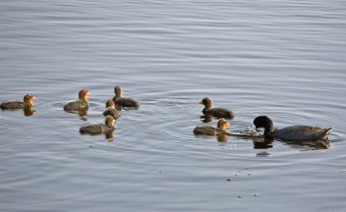 waterhen bebekler