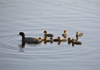 waterhen bebekler