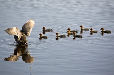 waterhen bebekler