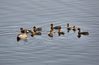 waterhen bebekler