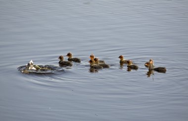 waterhen bebekler