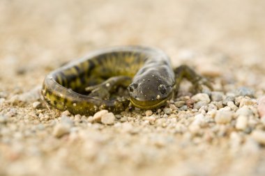 Close up Tiger Salamander clipart