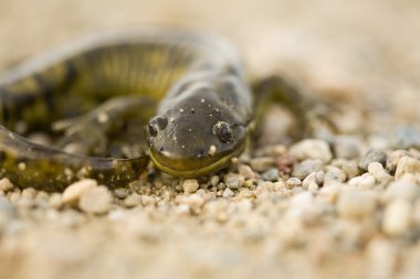 Kaplan salamander kapatmak