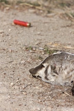 ölü porsuk ve shotgun kabuk