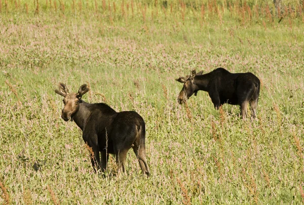 Giovane Bull Moose — Foto Stock