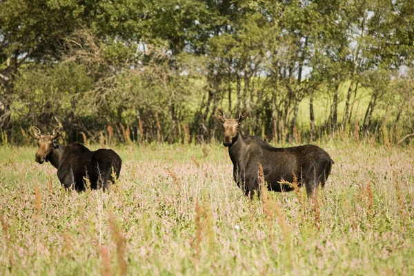 Joven bull moose — Stockfoto