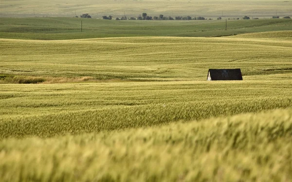 Saskatchewan rural — Fotografia de Stock