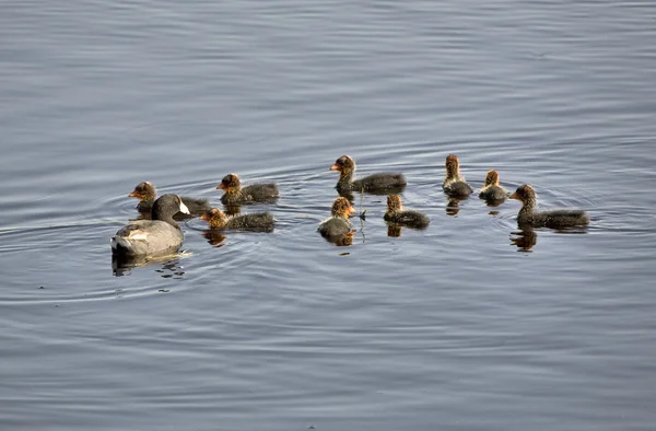 Детеныши водяных птиц — стоковое фото