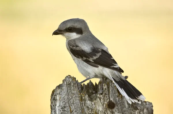 stock image Gray Grey Jay Young