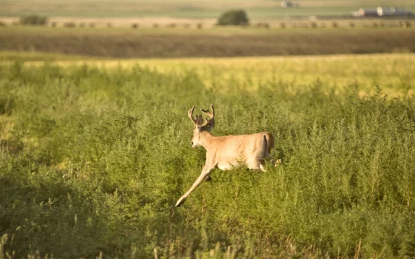 Bir alandaki geyik — Stockfoto