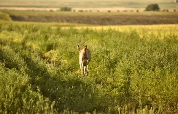 Jeleń w polu — Zdjęcie stockowe