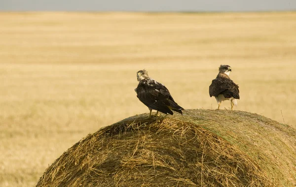 Swainson Hawks on Hay Bale — Stock Photo, Image