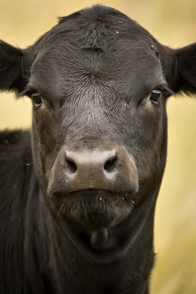 Закрыть корову — стоковое фото