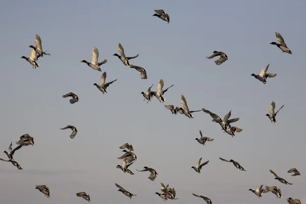 Ducks in Flight — Stock Photo, Image