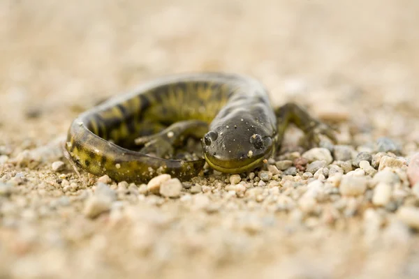 Zblízka tiger salamander — Stock fotografie
