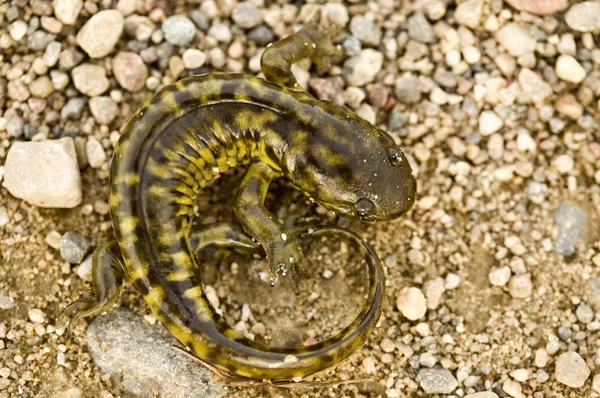 Primer plano Tiger Salamander — Foto de Stock