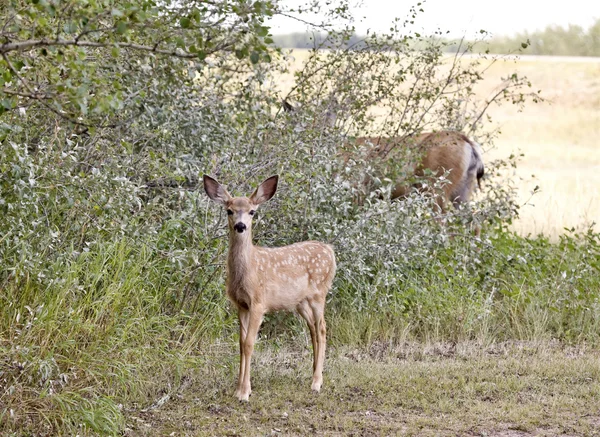 Deer in a field — Stock Photo, Image