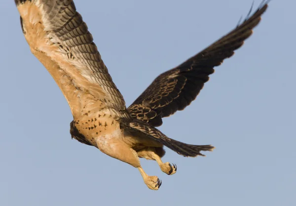 Swainson hawk under flygning — Stockfoto