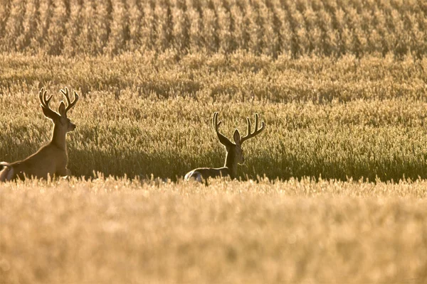 Veado de mula no campo de trigo — Fotografia de Stock
