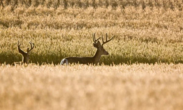 Cerf mulet dans le champ de blé — Photo