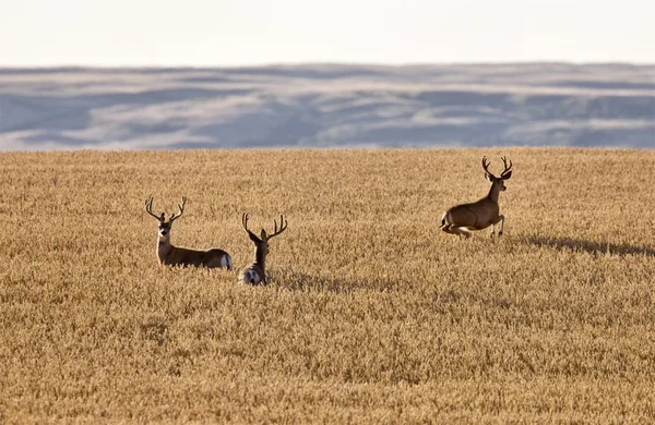 Ciervo de mula en campo de trigo — Foto de Stock