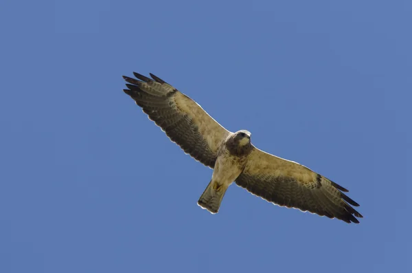 Swainson Hawk in flight — Stock Photo, Image