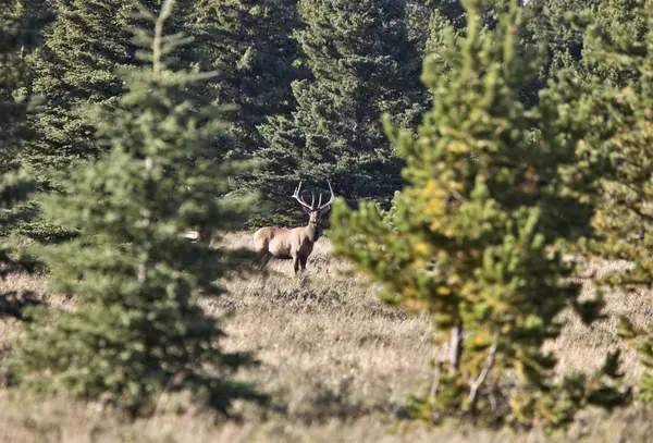 Elk in Cypress Hills Alberta — Stock Photo, Image