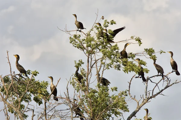 stock image Cormorants in tree Saskatchewan