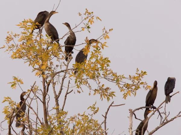 stock image Cormorants in tree Saskatchewan