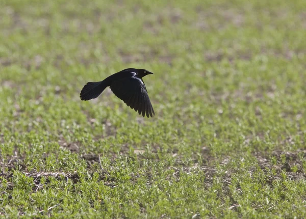Vyskytuje blackbird — Stock fotografie