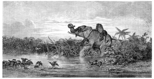 살롱 그림입니다. 코끼리 두 사자에 의해 공격 빈티지 조각. — 스톡 사진