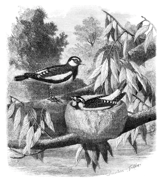The Pied-Grallina (Grallina australis) and its nest. Drawing-Fre — Stock Photo, Image
