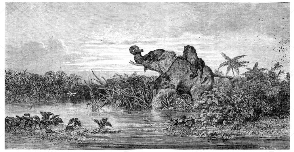 Salon painting. Elephant attack by two lions, vintage engraving.