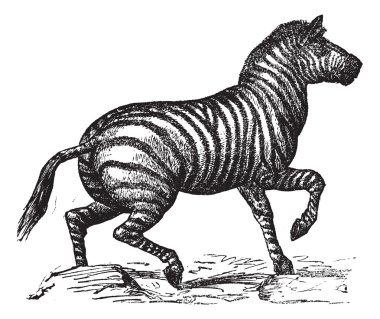 Grant'ın Zebra veya Equus quagga boehmi vintage oyma