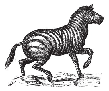 Grant's Zebra or Equus quagga boehmi vintage engraving clipart